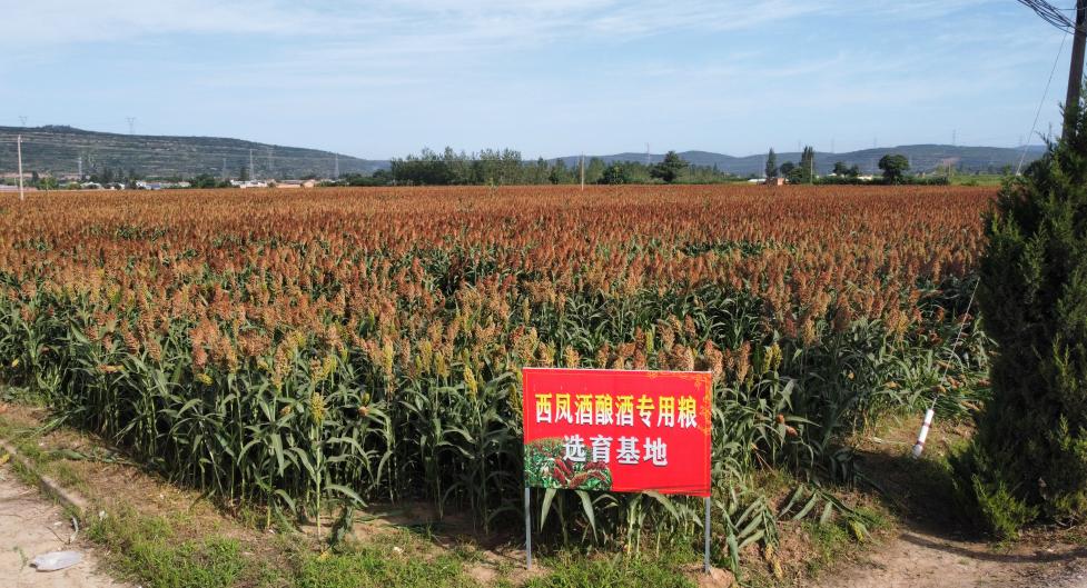 西凤酒还能复兴吗,西凤酒绿脖复兴版