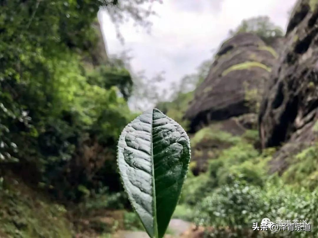 中国十大名茶都有哪些茶 (中国十大名茶是哪十大)