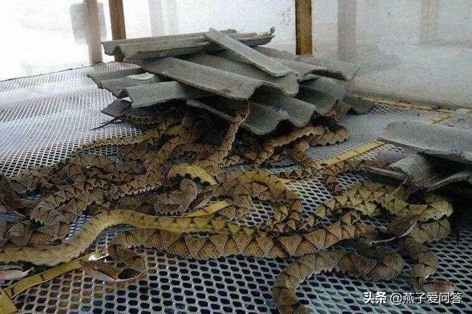 被五步蛇咬伤后能恢复吗,用五步蛇血治疗五步蛇咬伤