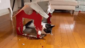 弃养率第二高的品种猫,弃养的猫比野生的猫多吗