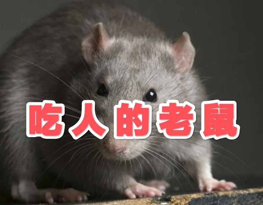 老鼠进家门被老鼠吃掉,老鼠偷吃小孩的食物