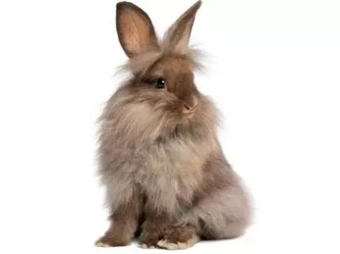适合当宠物的小兔子,适合家庭当宠物养的四种小兔兔