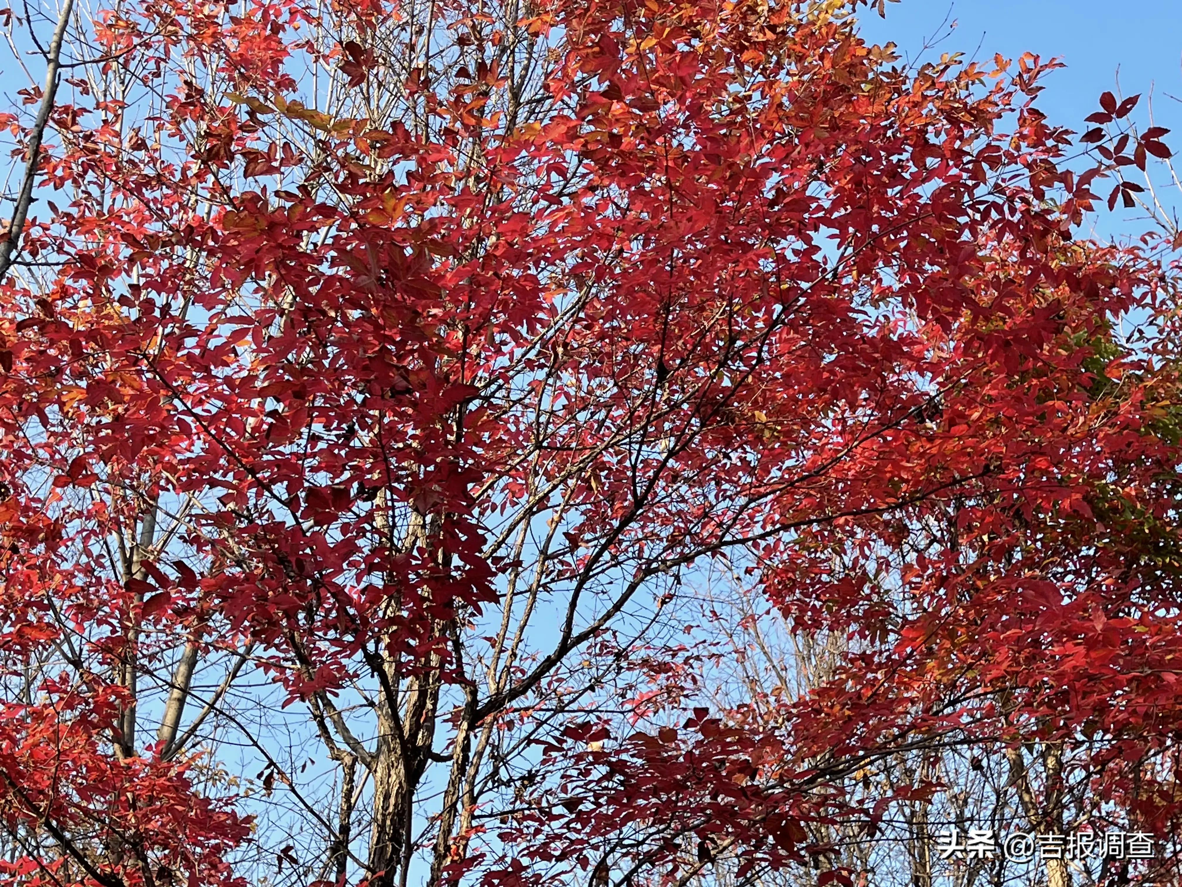 火红的节日，火红的生活！吉林百姓以一幕幕欣欣向荣国泰民安的美好场景歌唱祖国祝福祖国