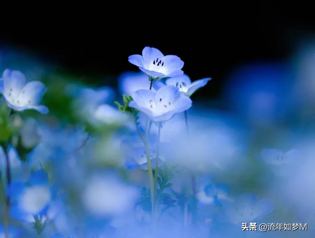 “桐歌一曲”带给我的喜欢和感动