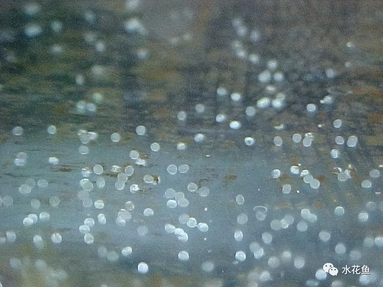 鱼卵水霉,鱼卵出现水霉病