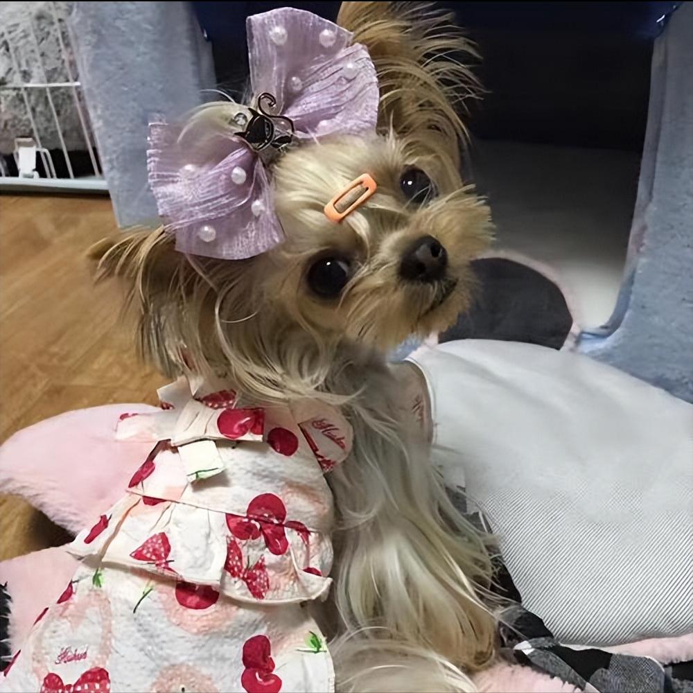 约克夏耳朵特别臭怎么办,约克夏犬黑便怎么办