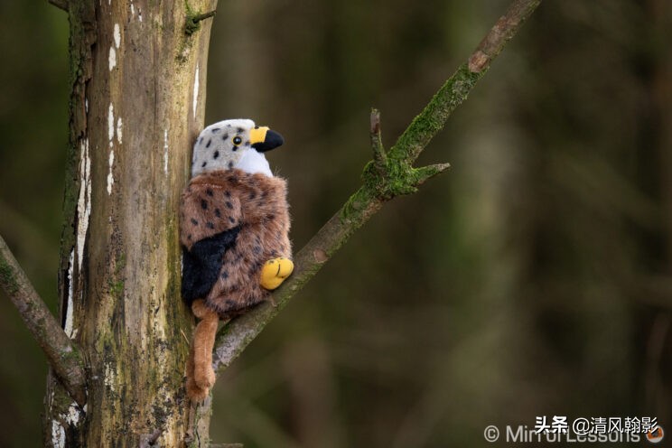 索尼微单长焦镜头55-210,索尼微单长焦镜头最新款