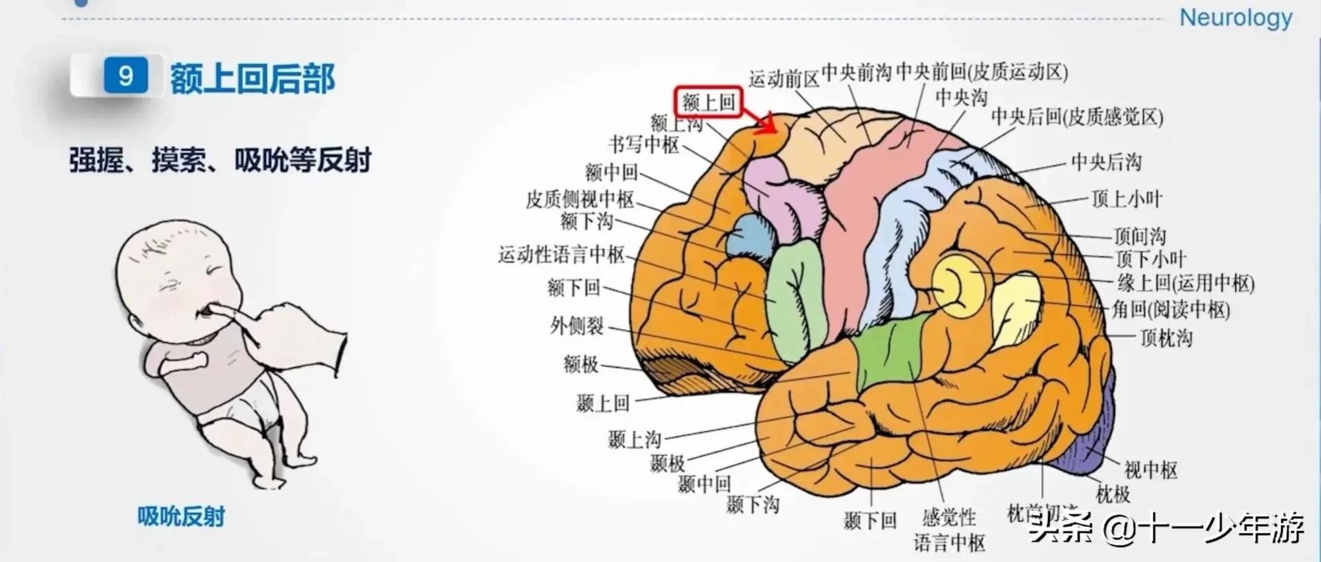 大脑的结构解剖示意图,大脑镰下疝解剖结构