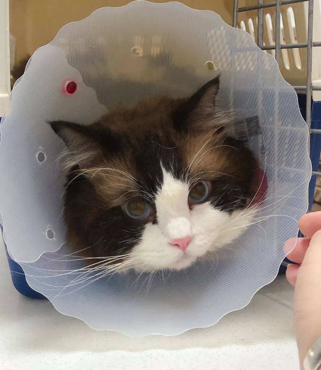 猫咪尿结石反复怎么解决,猫咪尿结石吃什么药消结石