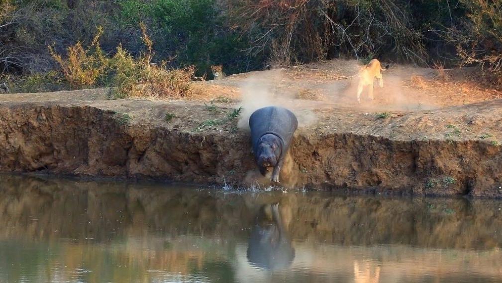 河马最怕什么凶猛的食肉动物,大型尼罗鳄与河马共存