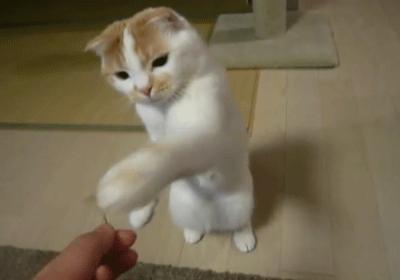 弃养率第二高的品种猫,弃养的猫比野生的猫多吗