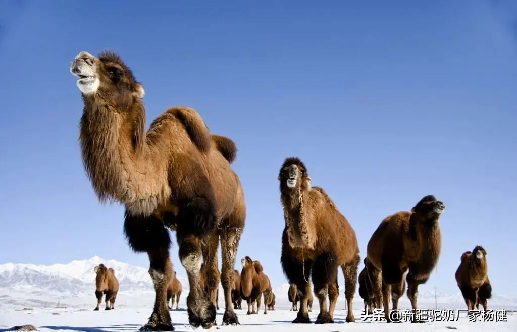 牧民如何辨认骆驼,牧民心中的最美风景牦牛