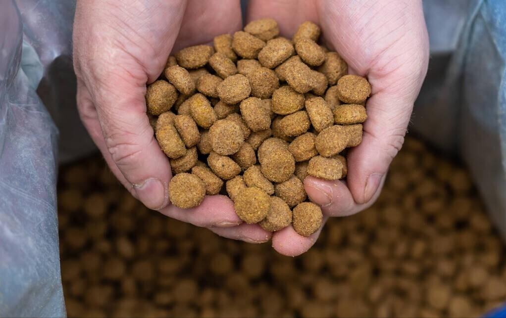 狗粮哪个牌子好如何挑选好狗粮,吉娃娃狗粮推荐分享狗粮挑选方法