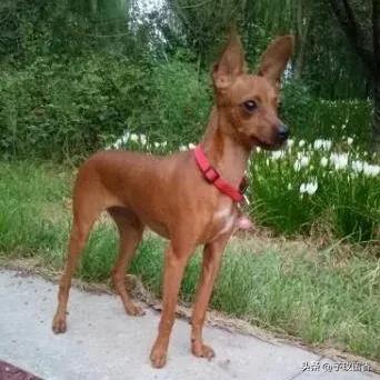 狗的种类常见宠物狗的品种及特点,宠物狗种类及特点