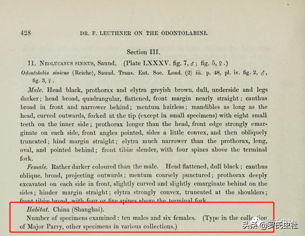 2022年第07期：闲话兜锹，上海本土锹甲的冷知识！|罗氏虫社