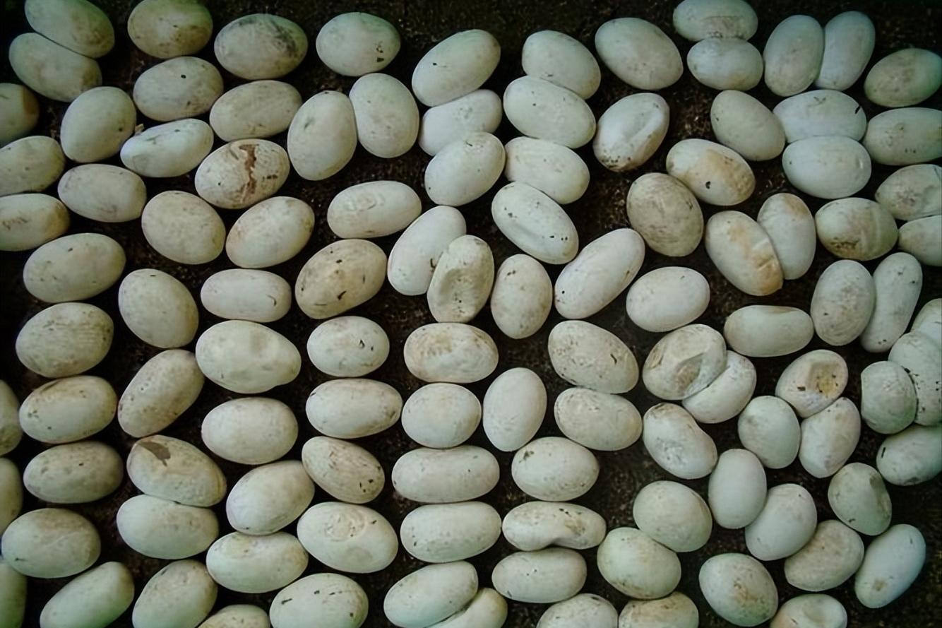 美女养毒蛇竟然成功了年赚千万,江西一男子养毒蛇