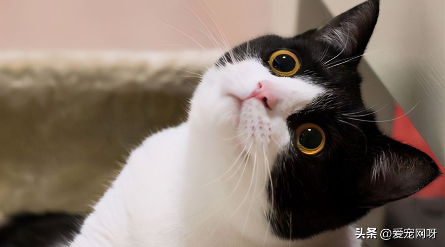 哪种猫咪又便宜又好看又方便养,什么猫咪又可爱又便宜又适合新手