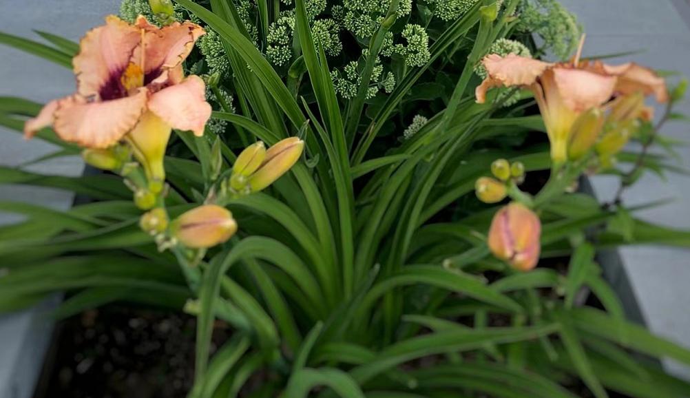 和康乃馨相似的花有哪些,康乃馨花期长又好养的花