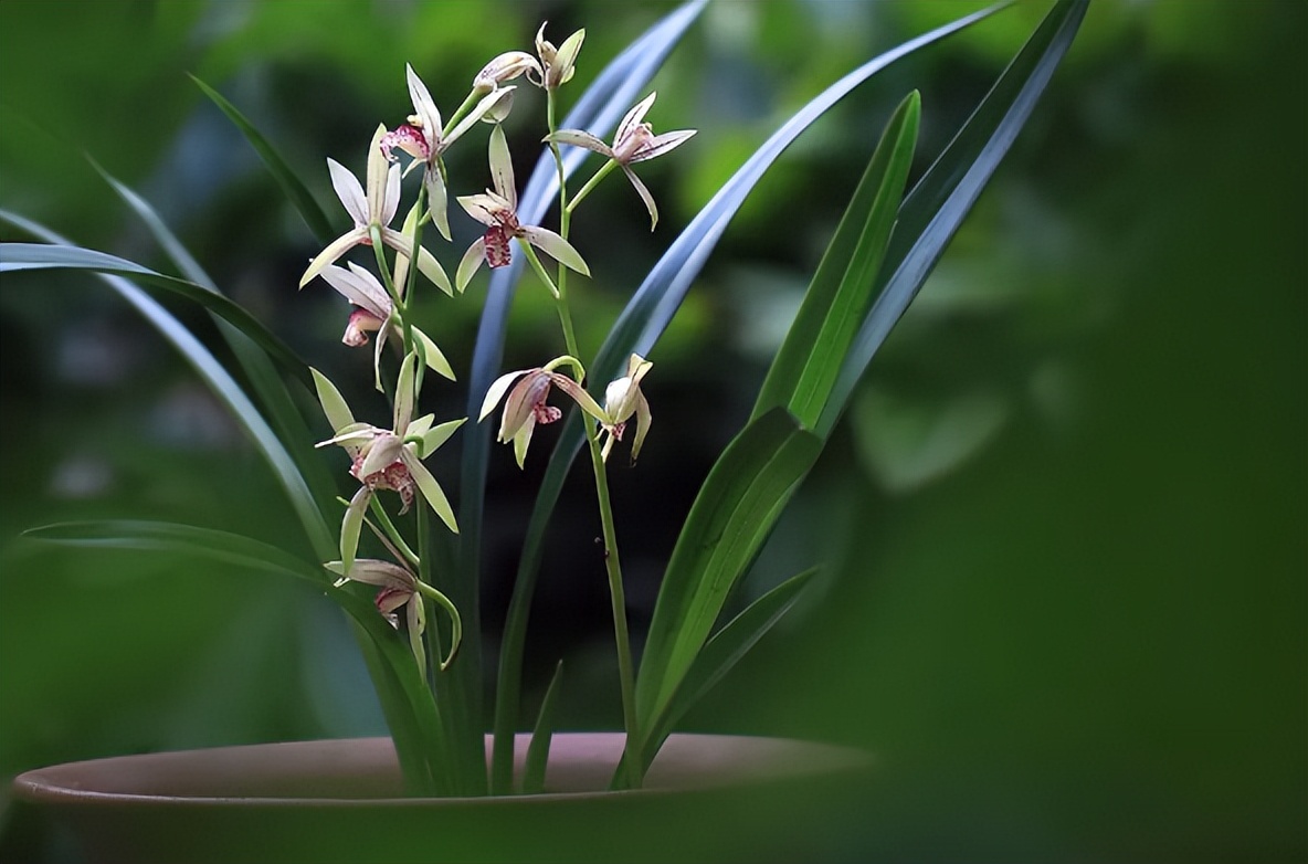 阎厹|有情堪向诗中老，无帽何妨醉横斜（原创诗词二十首）