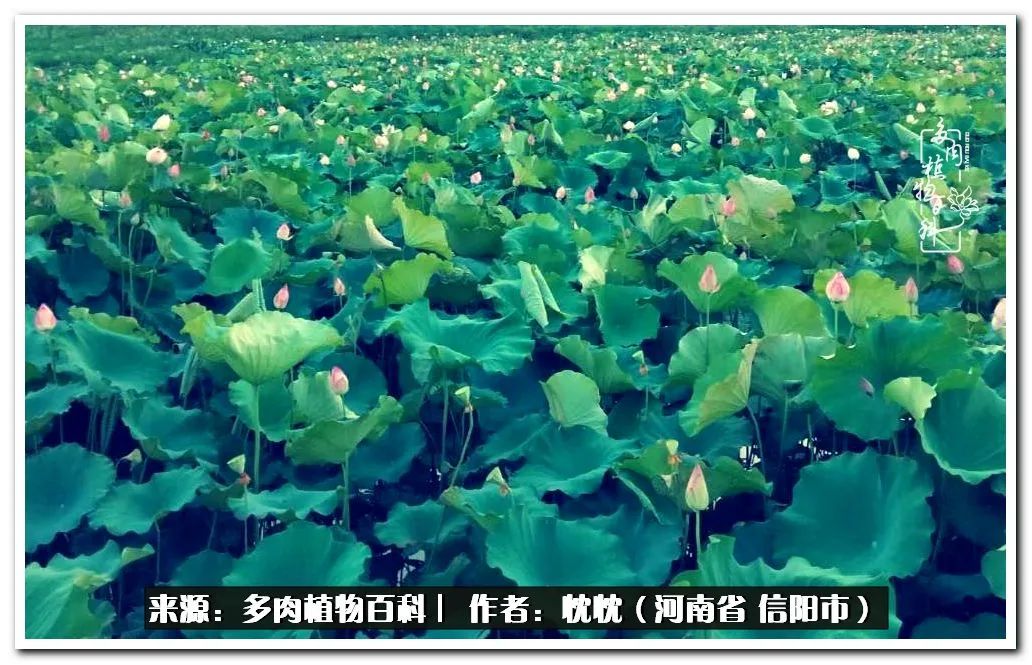 携一人白首择一城终老心之向往,携一人之手择一城终老图片