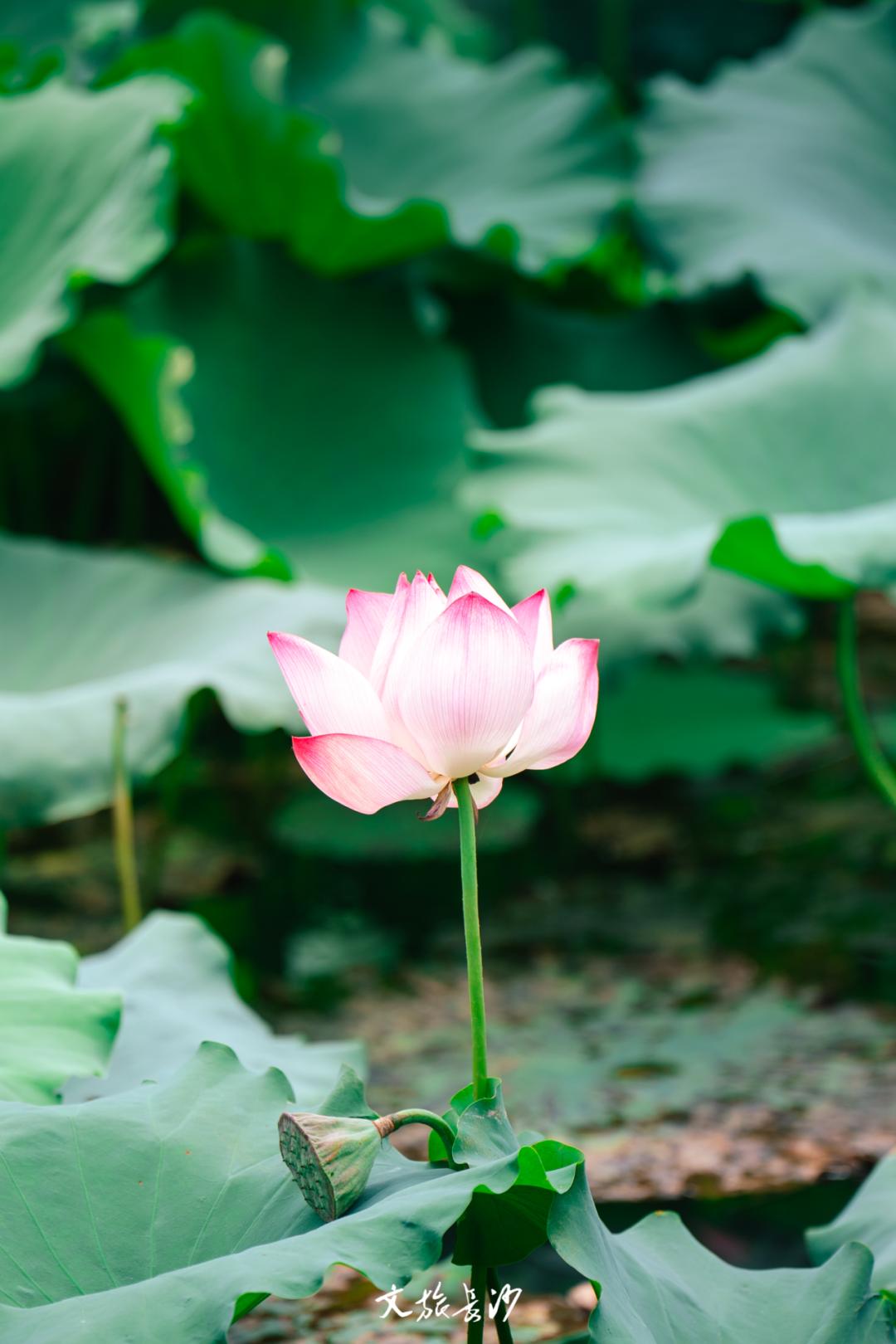 长沙赏秋去哪里,长沙第一波赏荷地图