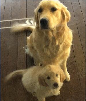 金毛VS拉布拉多，竟那么雷同！谁更得到万千人宠爱？