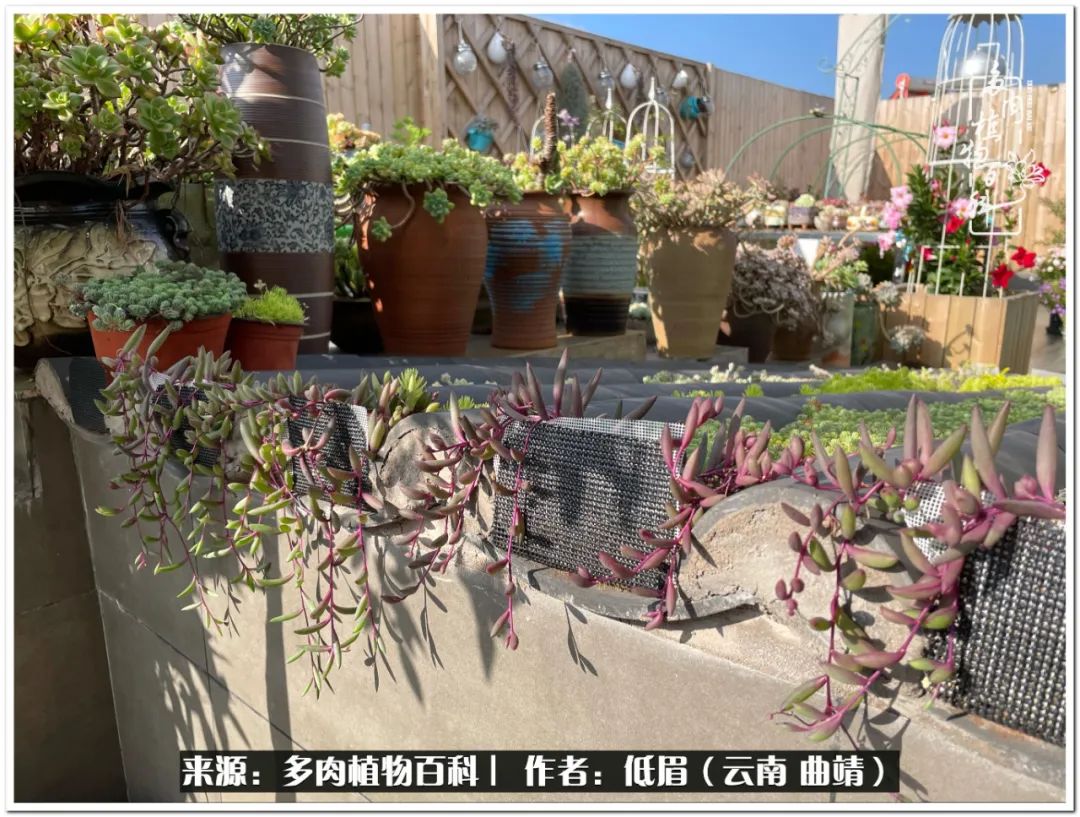 新手最好养养不死的八款多肉,养多肉八年