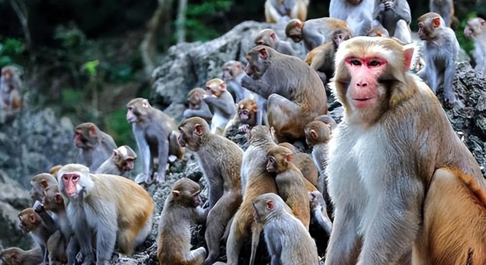 猴崽苦练猴爪功和铁砂掌，随母逃亡八年后竟然一掌成王|故事