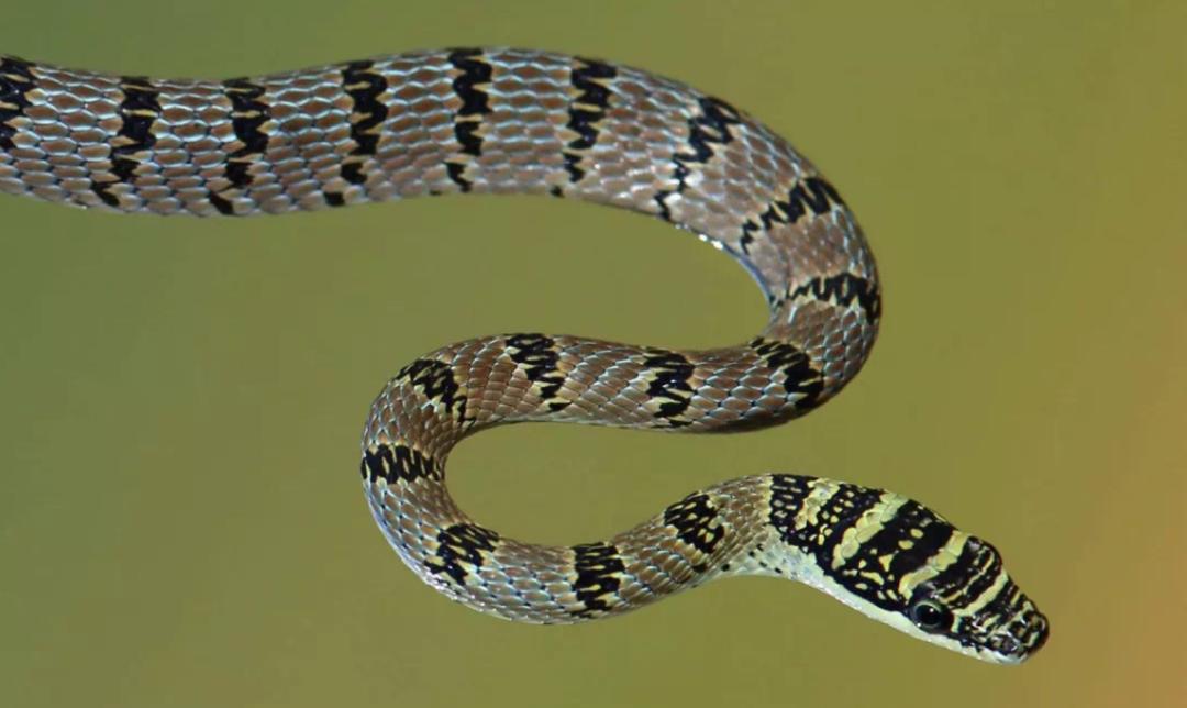 没翅膀会飞的动物,金花蛇飞行原理