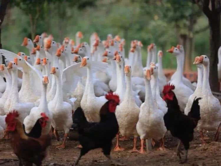 聚龙小镇：离城不离尘的心灵