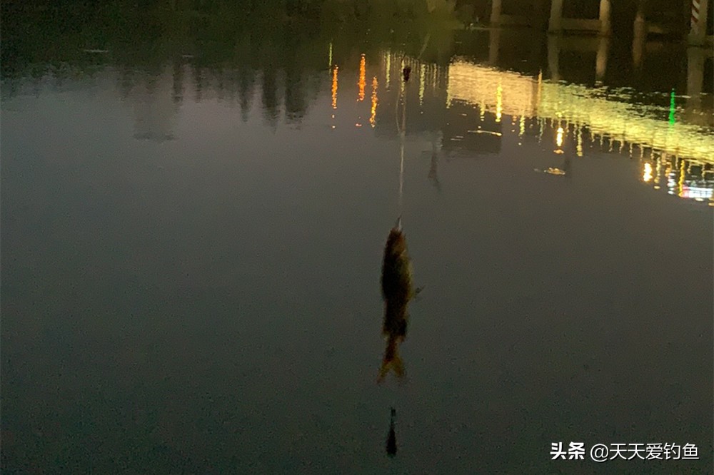 夏季夜钓黄鸭叫钓浅水还是深水,夜钓黄鸭叫钩子难取出来怎么办
