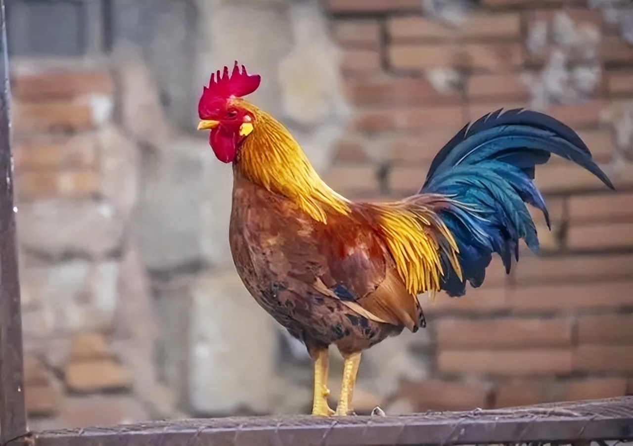 明朝万历年间，一女子变卖家产，却阴差阳错导致全家皆亡