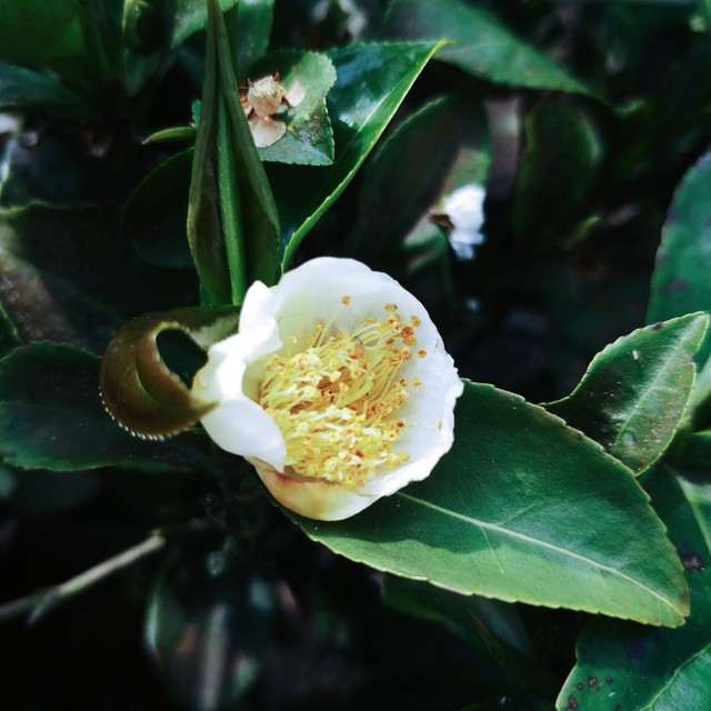 一杯清茶品日月半壶老酒品人生,一杯清茶的经典语录