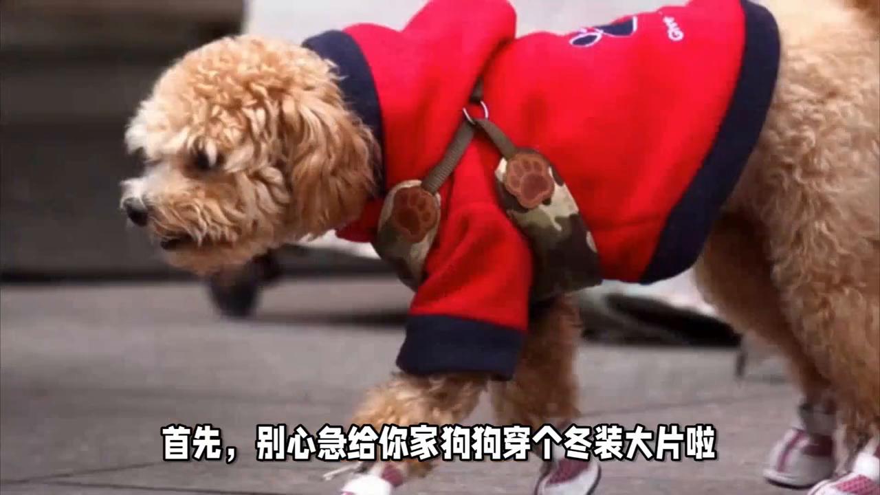 冬天养宠物的注意事项,冬天养鸟注意事项和禁忌