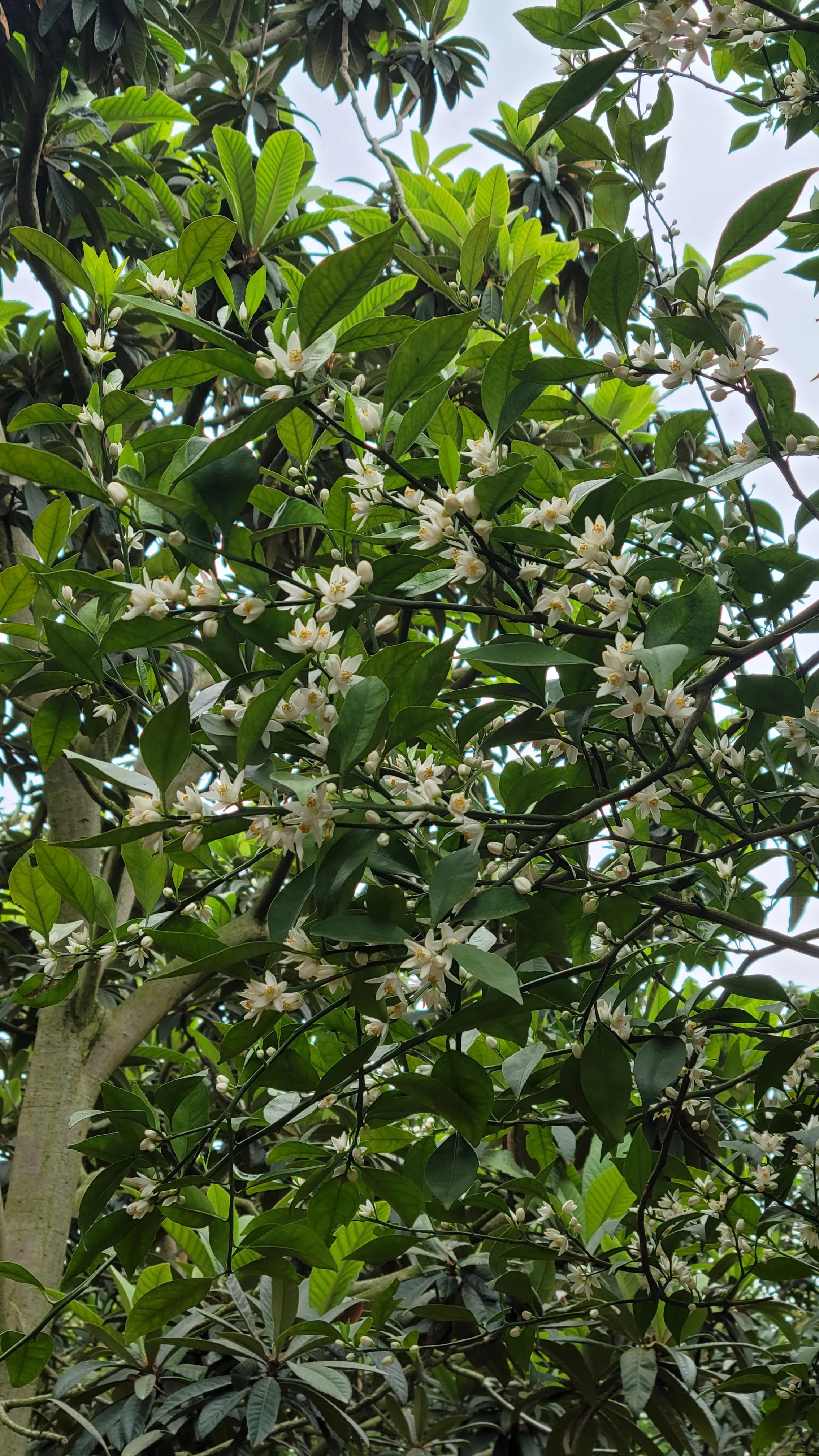 东山杨湾古村看杏叶,东山杨湾古村怎么进去