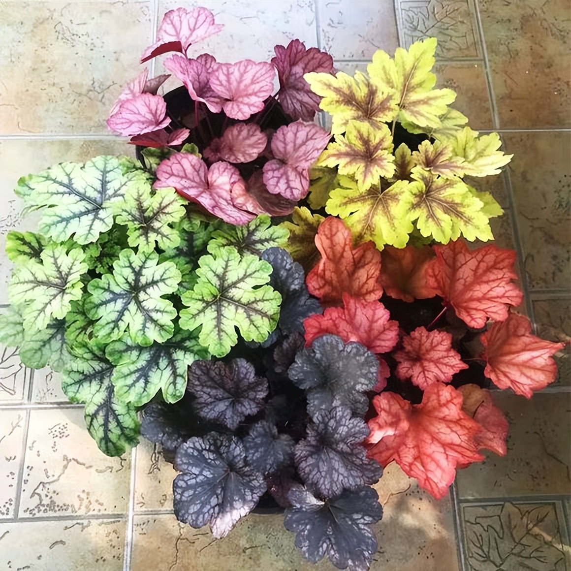 客厅好看的观赏花,小清新唯美油画花