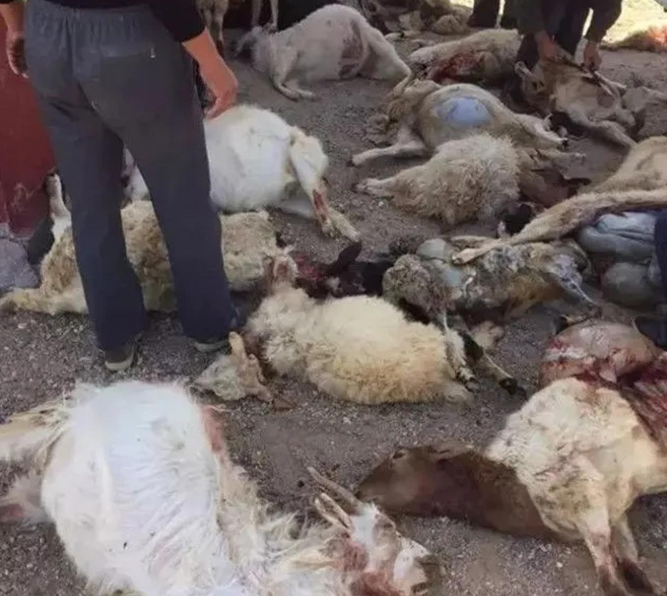 家中16只羊被3只狼咬死 (5只狼进村咬死村民的2只羊)