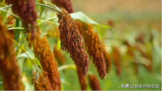 农村大集上10元1斤的散酒能喝吗,农村自酿散酒为什么便宜