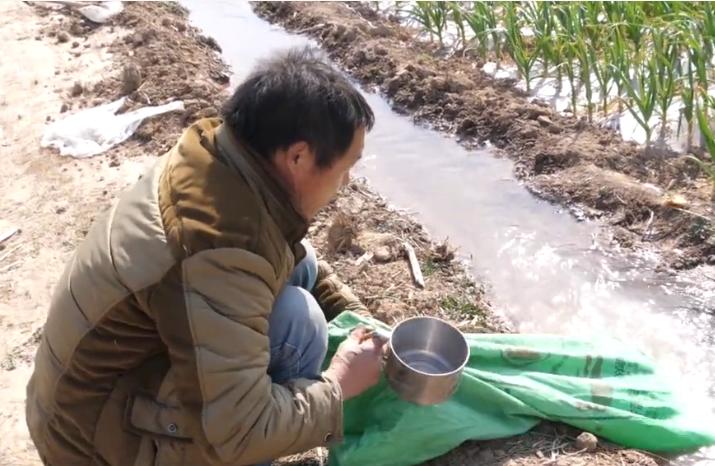 大蒜长势不好怎么回事,大蒜长不好要怎么办