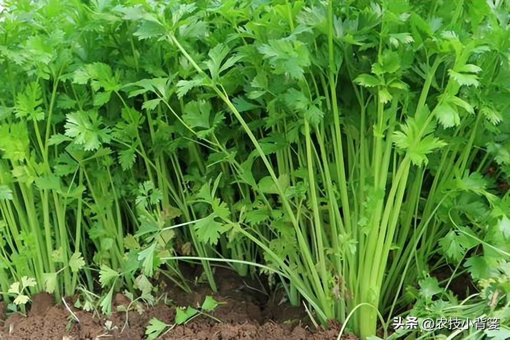 香菜怎样种植出苗快产量高,秋季大棚种植香菜技术