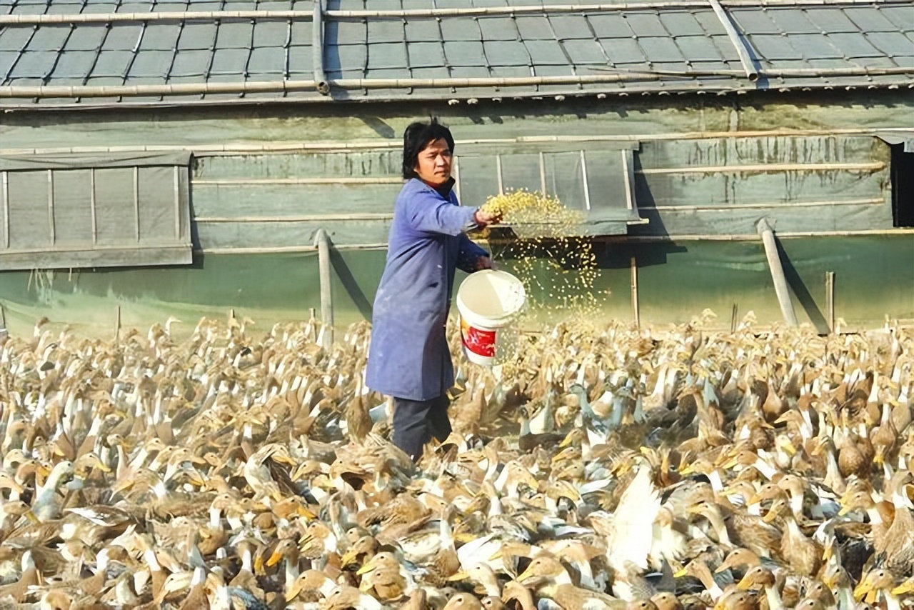 农村养殖防被骗,农村养殖100种骗局