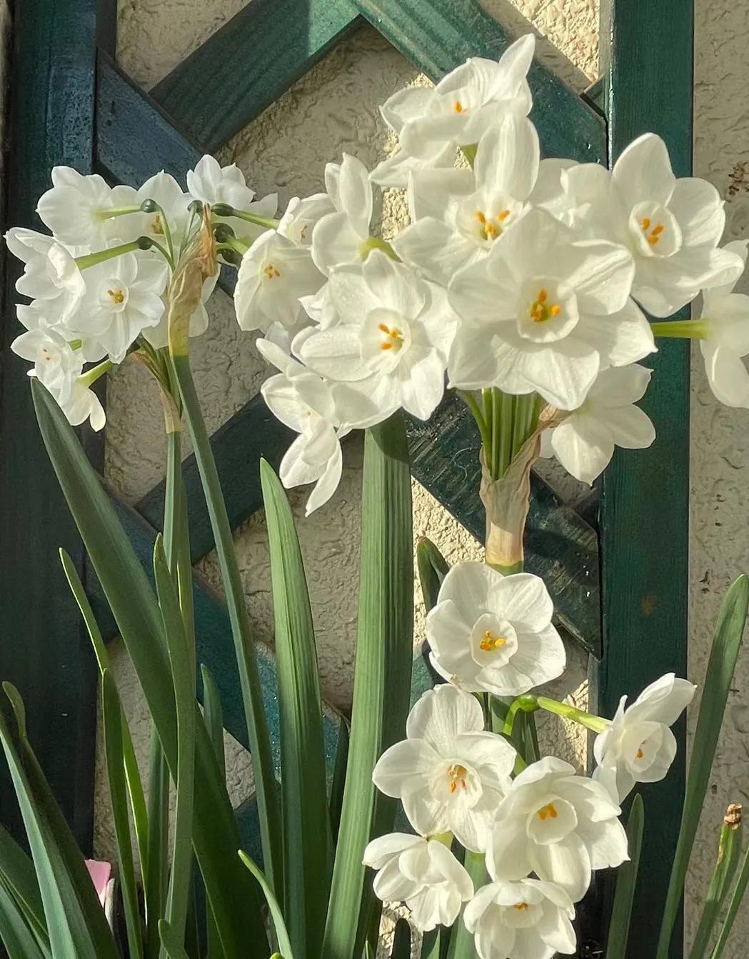 小众却又惊艳的诗词,关于百花的诗词