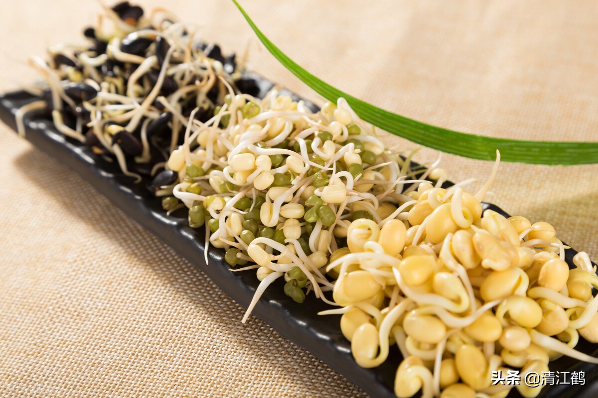 做豆腐和生豆芽哪个更赚钱,豆芽高产的秘诀