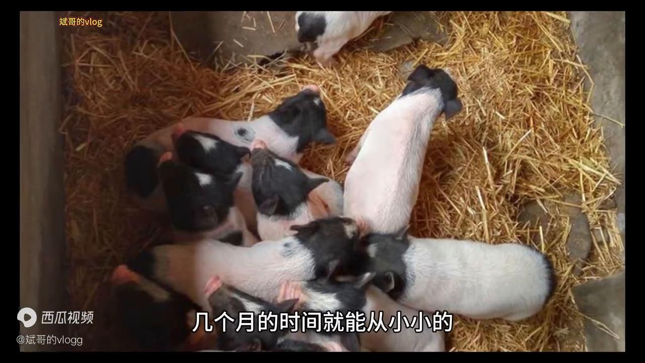 为什么喜欢养小香猪,小香猪是不是养不大的