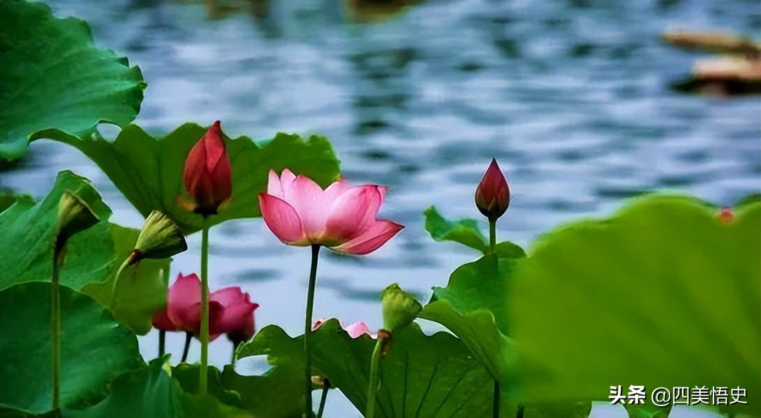 荷花出淤泥而不染濯清涟而不妖,濯清涟而不妖说的是荷花还是莲花