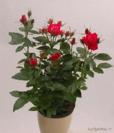 微型月季品种价格是多少 (微型月季品种有哪些)