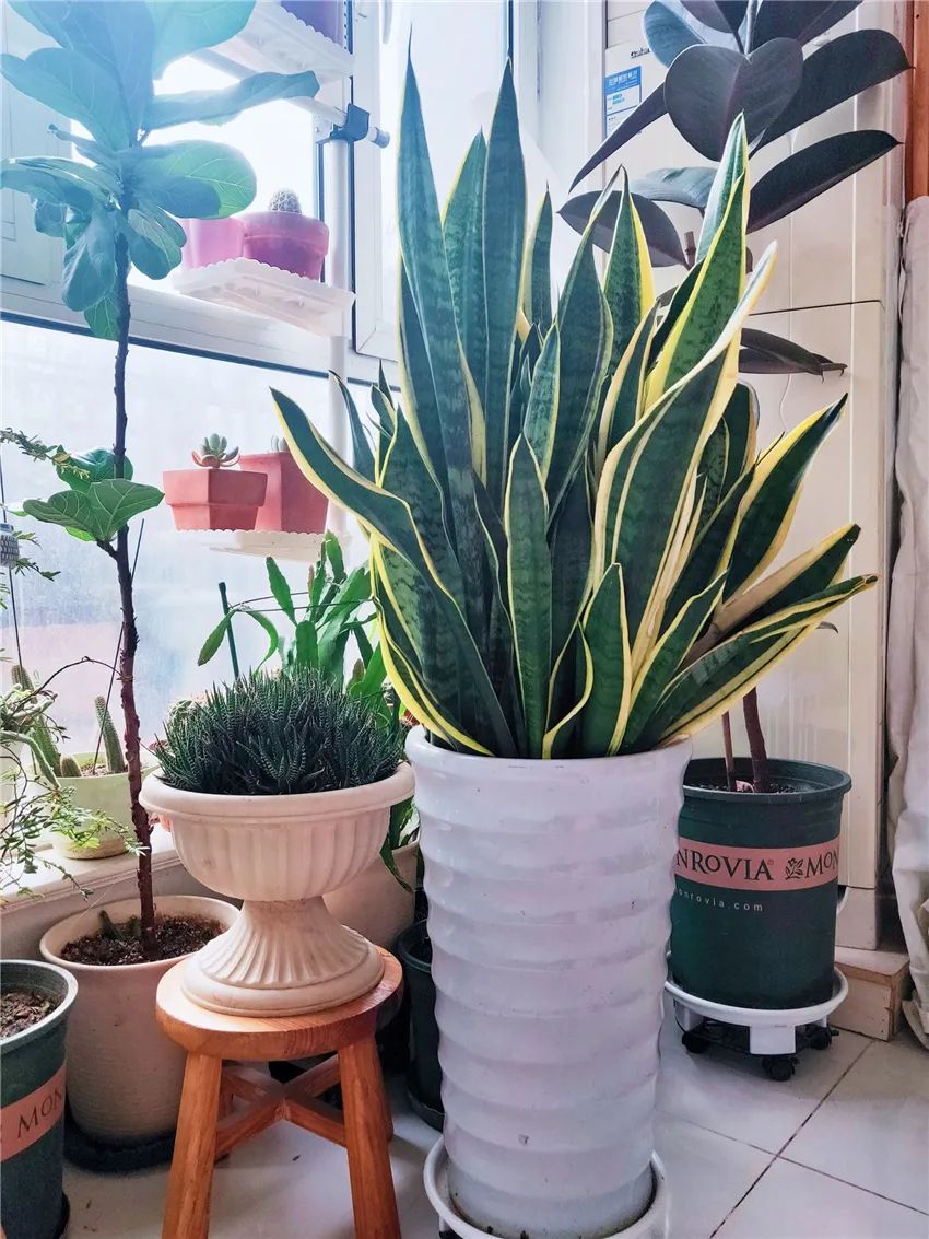 家里好养的绿植最新最流行的,家里好养的绿植推荐