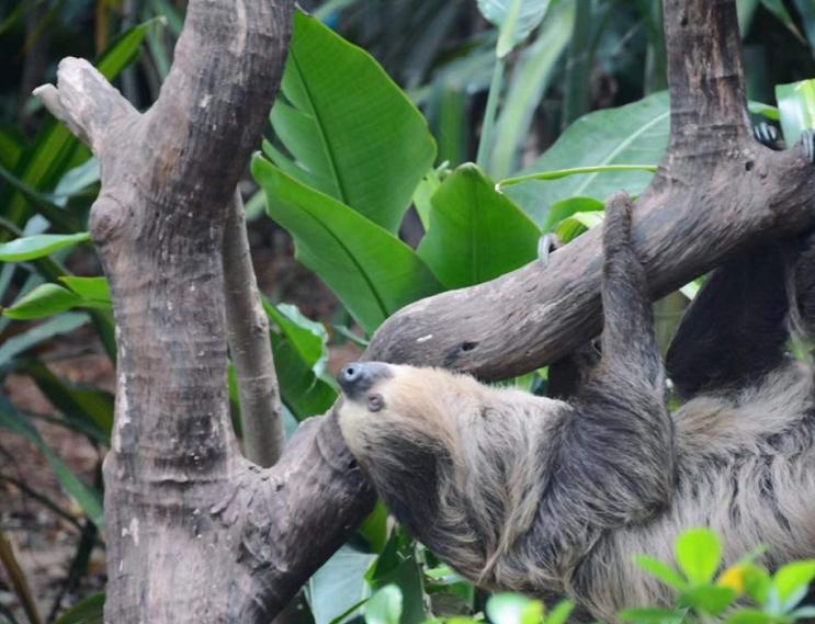 六刷广州长隆野生动物世界，強烈推荐-广州必游地（内含攻略）