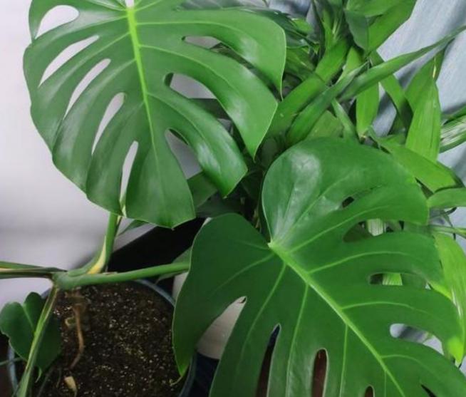 针对甲醛最好的绿植,甲醛最怕的十种绿植排名