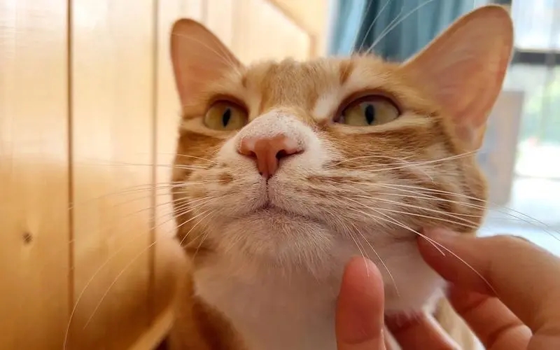 外出一周家里的猫怎么办,出门了家里的猫咪怎么办